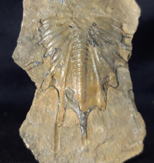 Psychopyge termierorum MORZADEC 2001 - Bild &copy; FossNet FossilienStore